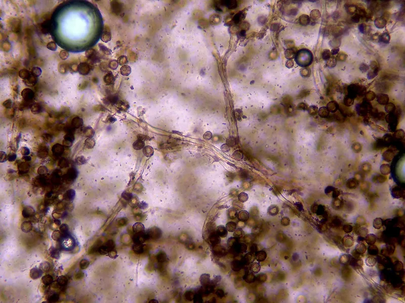 Astraeus hygrometricus 10 - Pseudocapilicio x 400-001